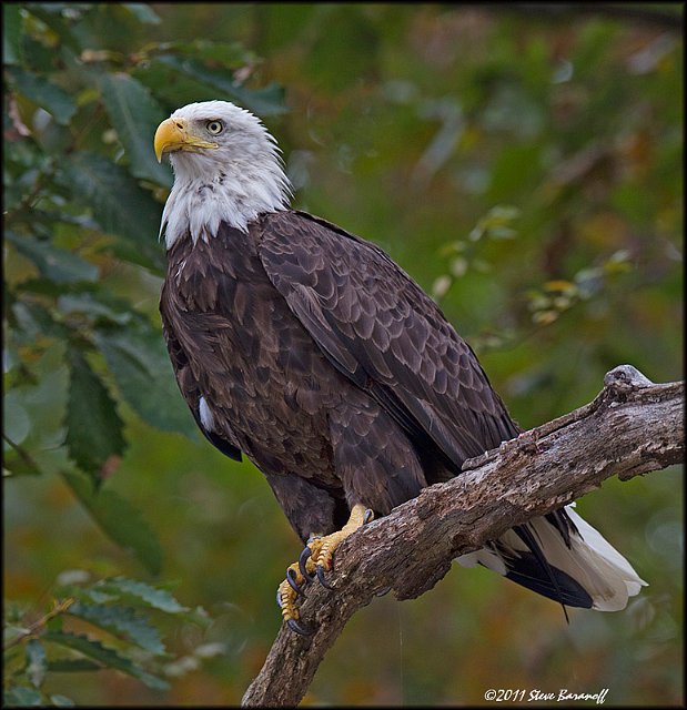 _1SB7995 american bald eagle.jpg